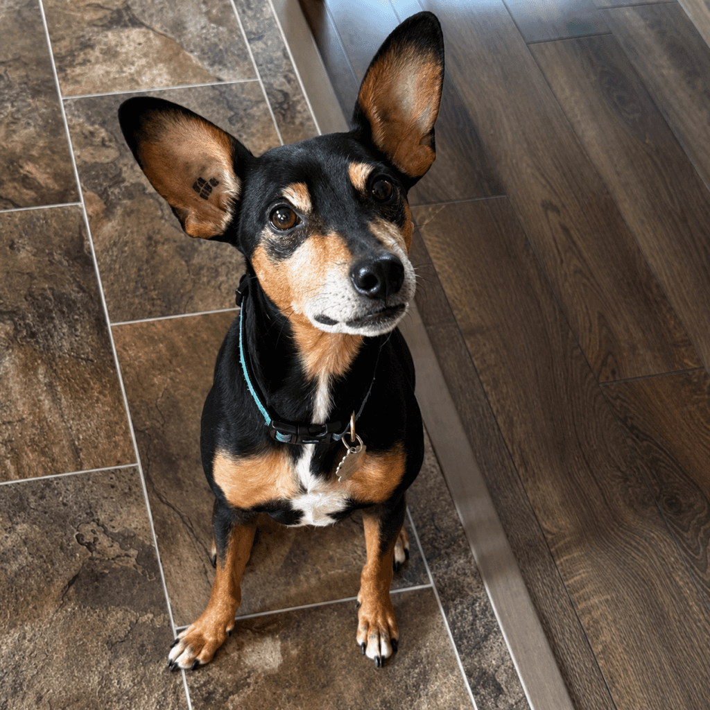 Bronco - Mixed Breed available for adoption in Calgary