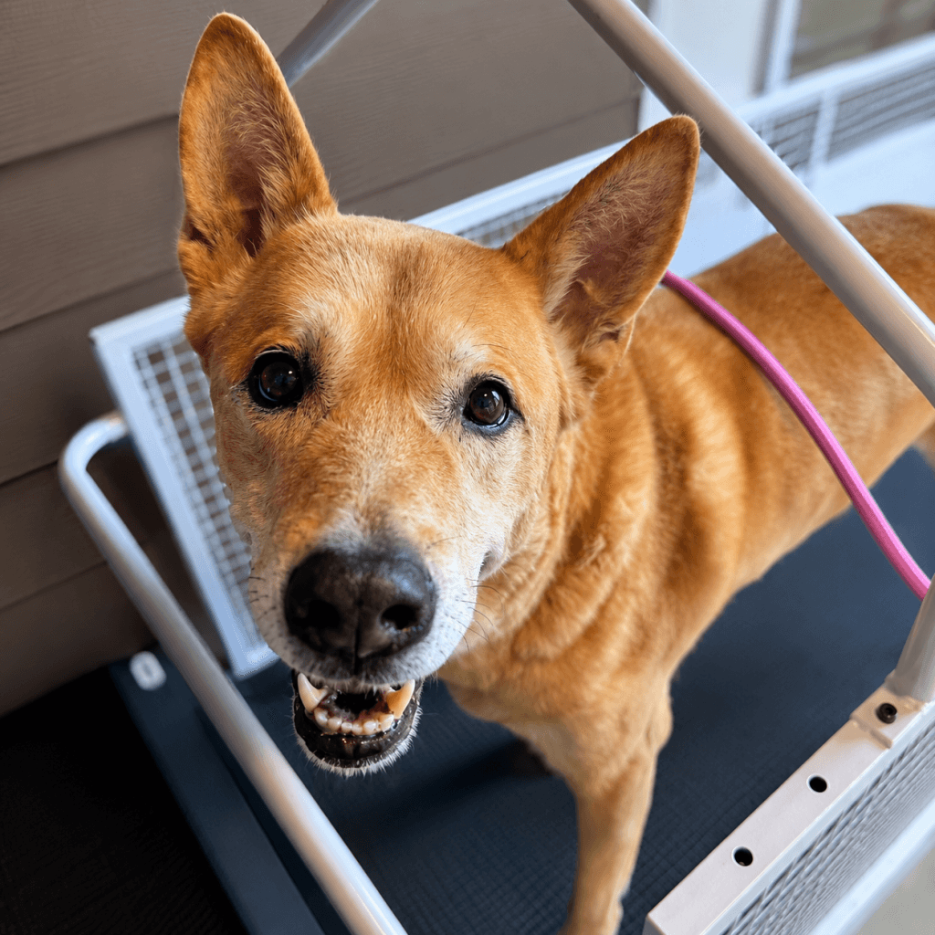 Ziggy - Mixed Breed available for adoption in Calgary