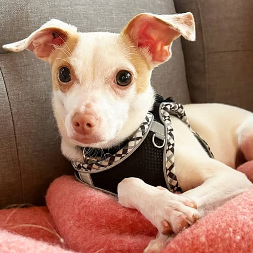 Edgar - Chihuahua Mix available for adoption in Calgary