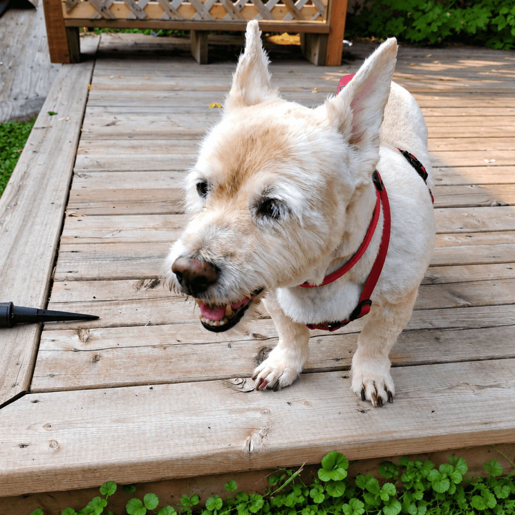 Roxy - Corgi Mix available for adoption in Manitoba