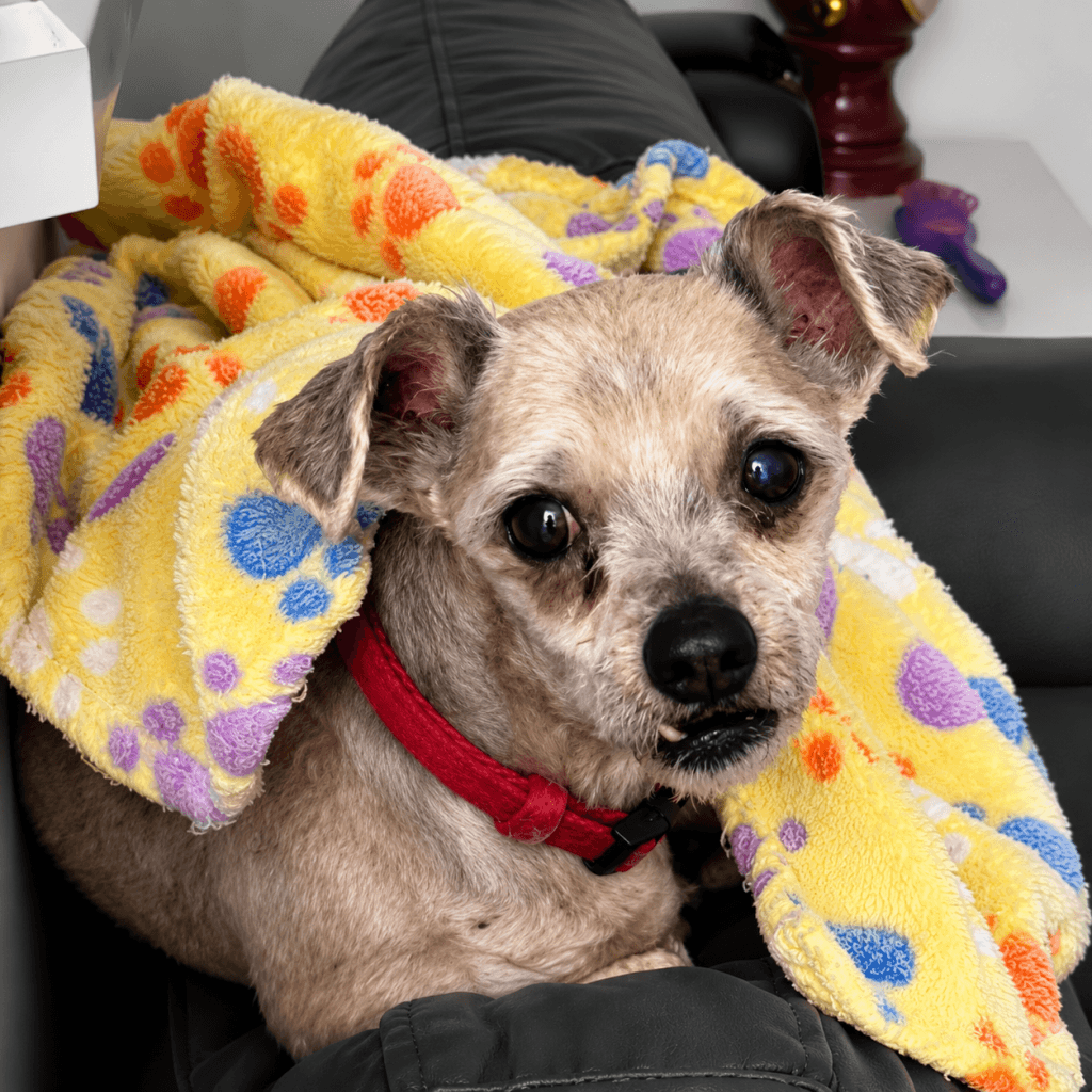 Rusty - Mixed Breed available for adoption in Calgary