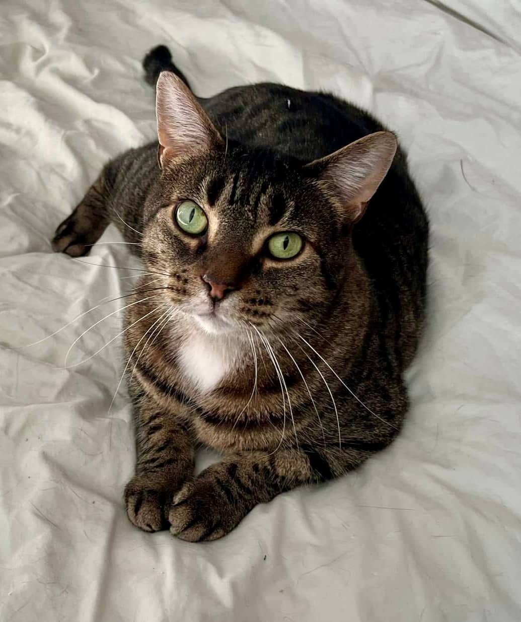 Tigris - Domestic Shorthair cat available for adoption at Biscuits and Purrs Cat Rescue in Ottawa