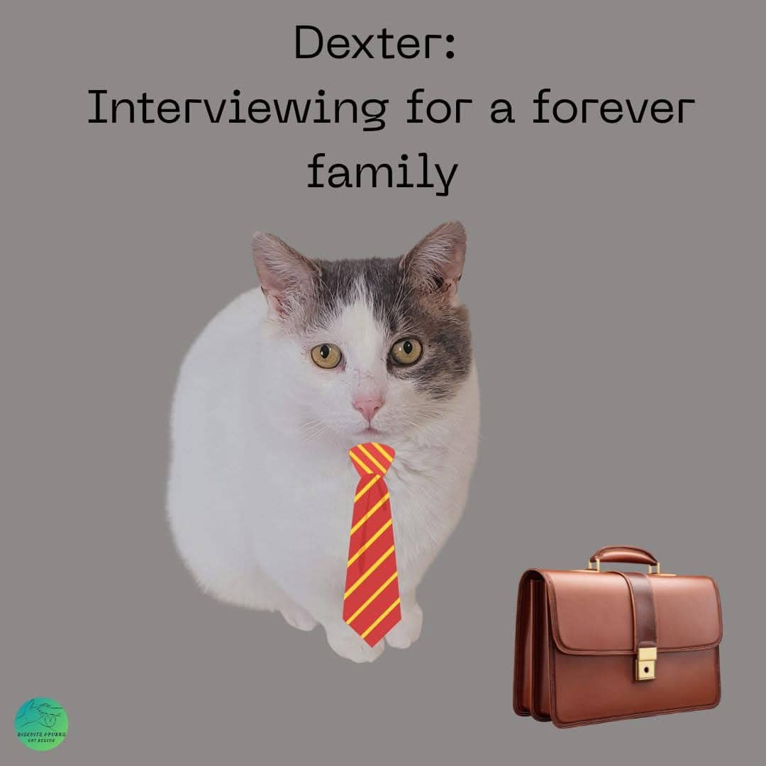 Dexter - Domestic Shorthair cat available for adoption at Biscuits and Purrs Cat Rescue in Ottawa