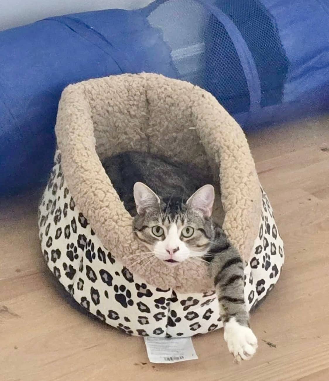 Jamie - Domestic Shorthair available for adoption