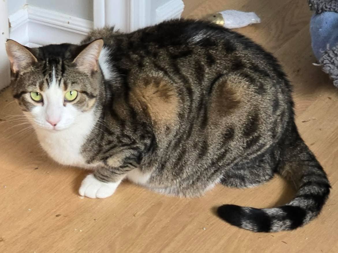 Olive - Domestic Shorthair cat available for adoption at Biscuits and Purrs Cat Rescue in Ottawa