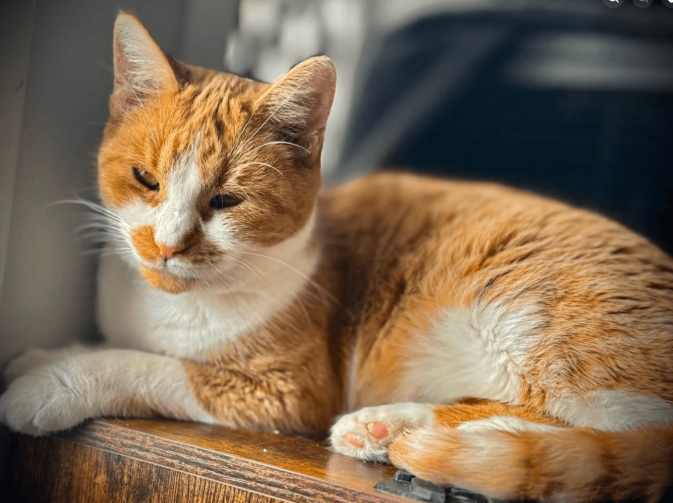Brigitte - Domestic Shorthair cat available for adoption at Biscuits and Purrs Cat Rescue in Ottawa