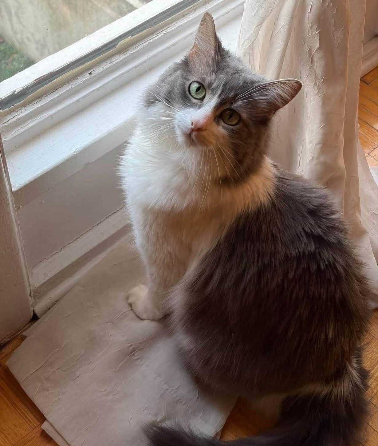 Luna - Domestic Shorthair cat available for adoption at Biscuits and Purrs Cat Rescue in Ottawa