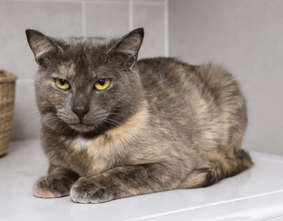 Claire - Domestic Shorthair cat available for adoption at Biscuits and Purrs Cat Rescue in Ottawa