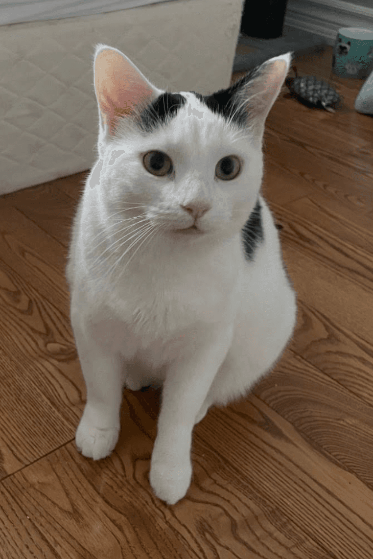 Bessie - Domestic Shorthair cat available for adoption at Biscuits and Purrs Cat Rescue in Ottawa