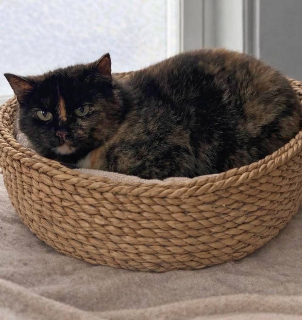 Constance - Domestic Shorthair cat available for adoption at Biscuits and Purrs Cat Rescue in Ottawa