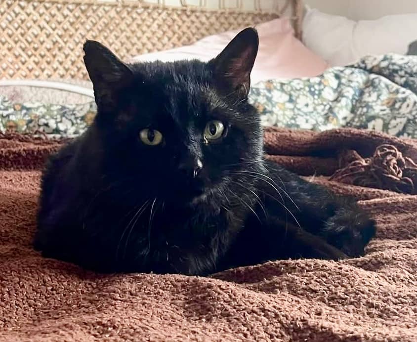 Tom - Domestic Shorthair cat available for adoption at Biscuits and Purrs Cat Rescue in Ottawa