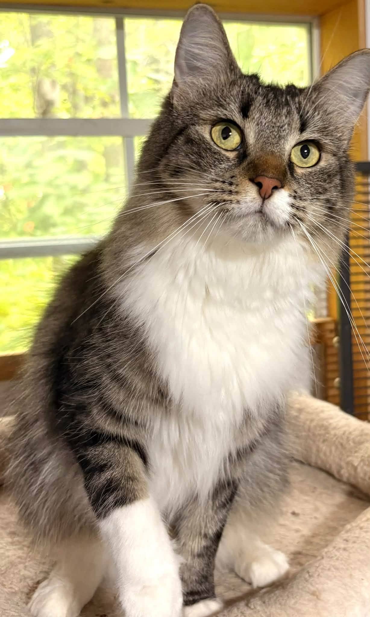 Tara - Domestic Shorthair cat available for adoption at Biscuits and Purrs Cat Rescue in Ottawa