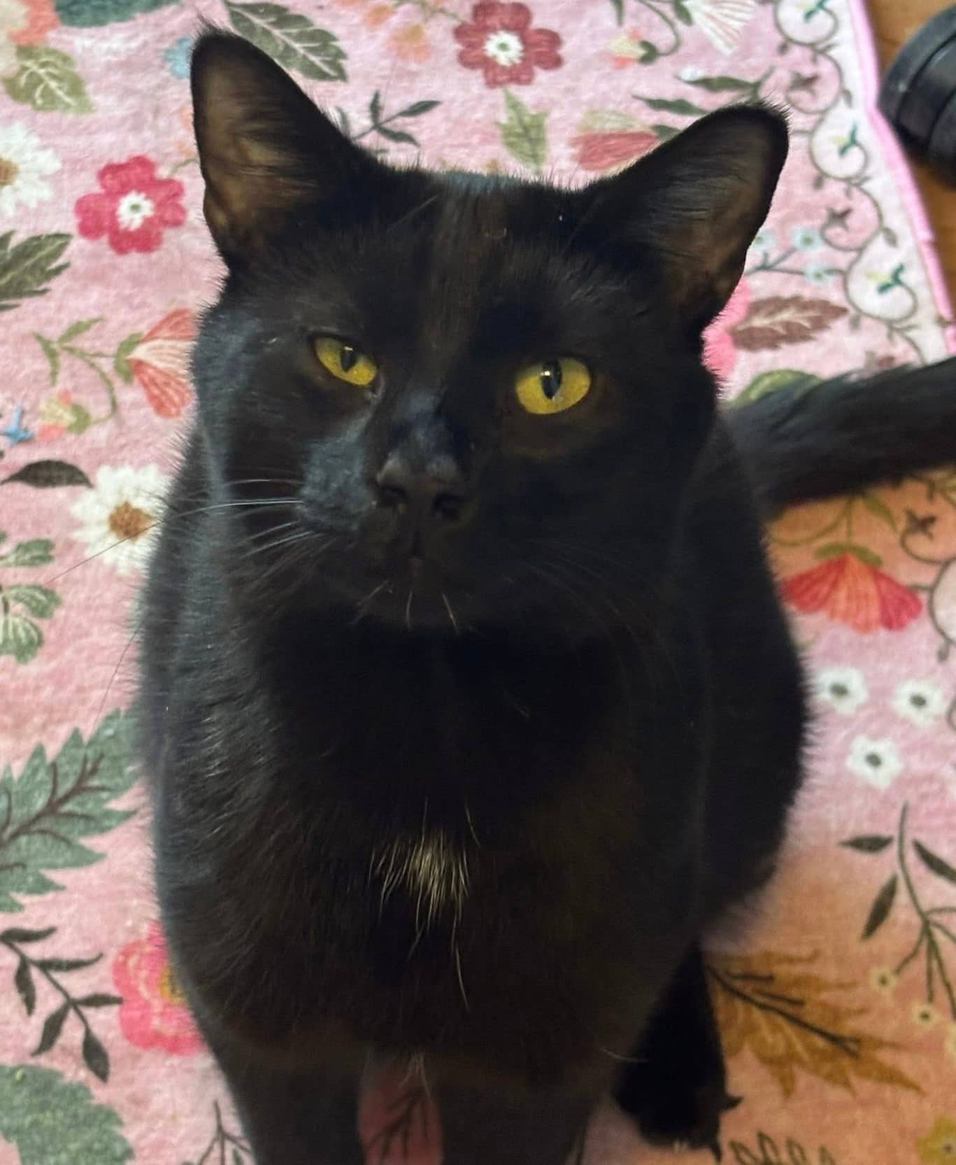Clay - Domestic Shorthair cat available for adoption at Biscuits and Purrs Cat Rescue in Ottawa