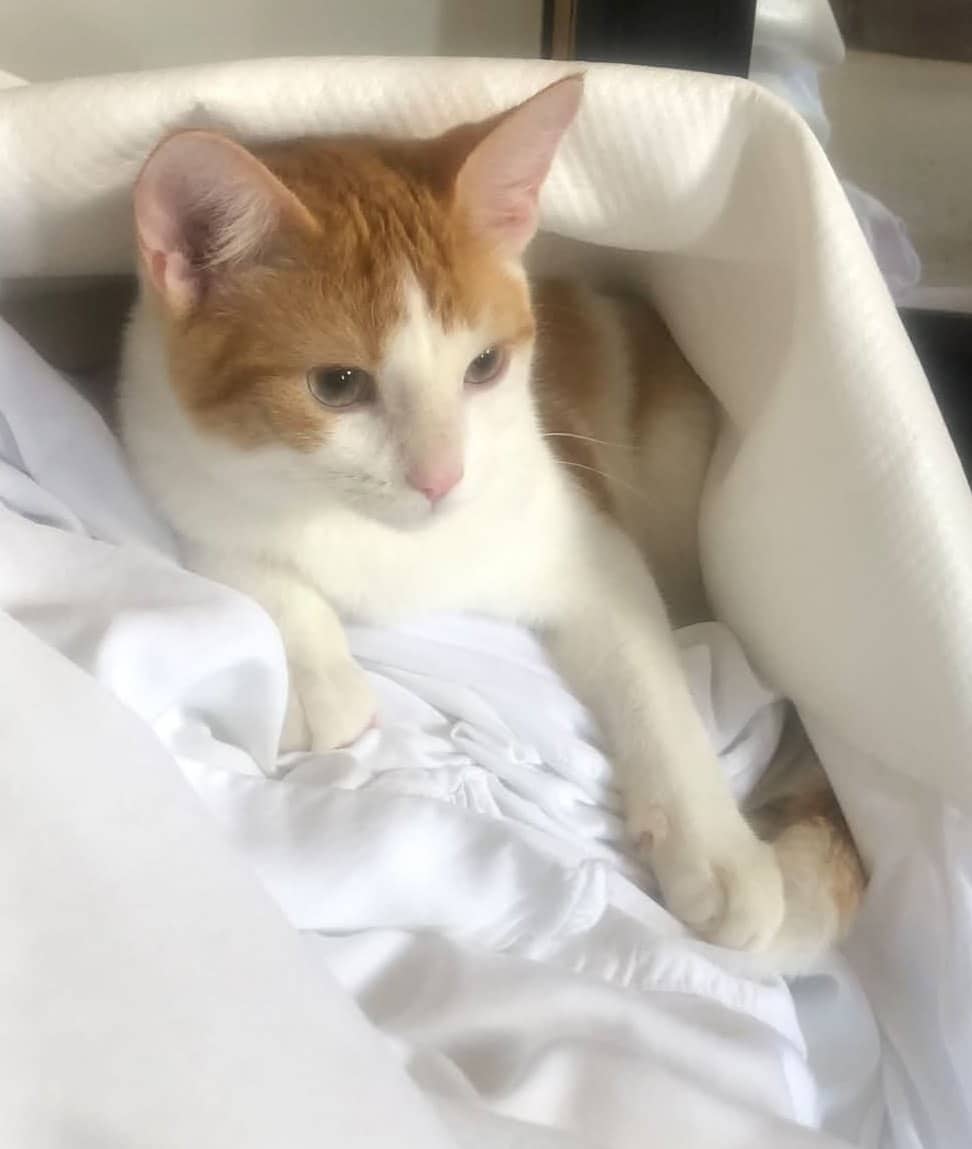 Dustin - Domestic Shorthair cat available for adoption at Biscuits and Purrs Cat Rescue in Ottawa
