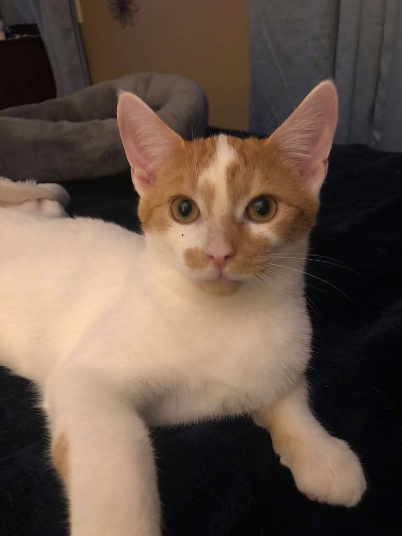 Dixon - Domestic Shorthair cat available for adoption at Biscuits and Purrs Cat Rescue in Ottawa