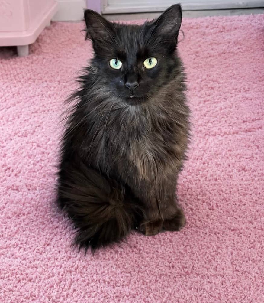 Oceana - Domestic Shorthair cat available for adoption at Biscuits and Purrs Cat Rescue in Ottawa