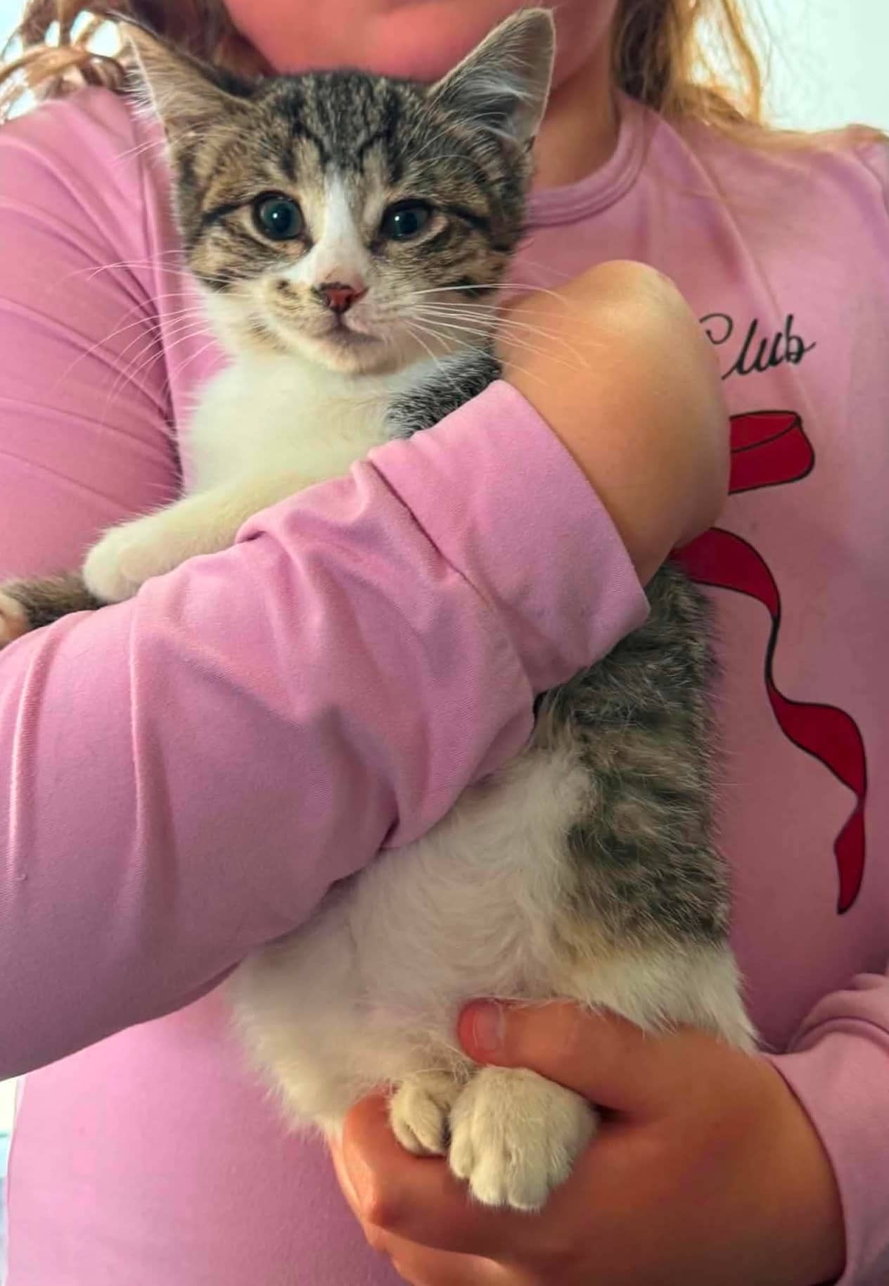 Bloom - Domestic Shorthair cat available for adoption at Biscuits and Purrs Cat Rescue in Ottawa