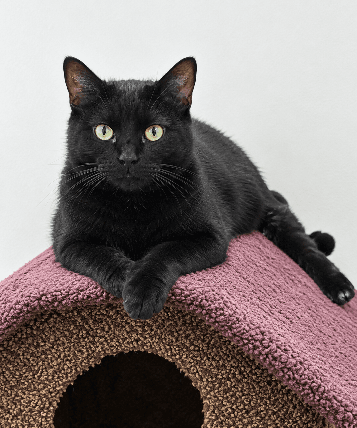 Maccoby - Domestic Shorthair cat available for adoption at Biscuits and Purrs Cat Rescue in Ottawa