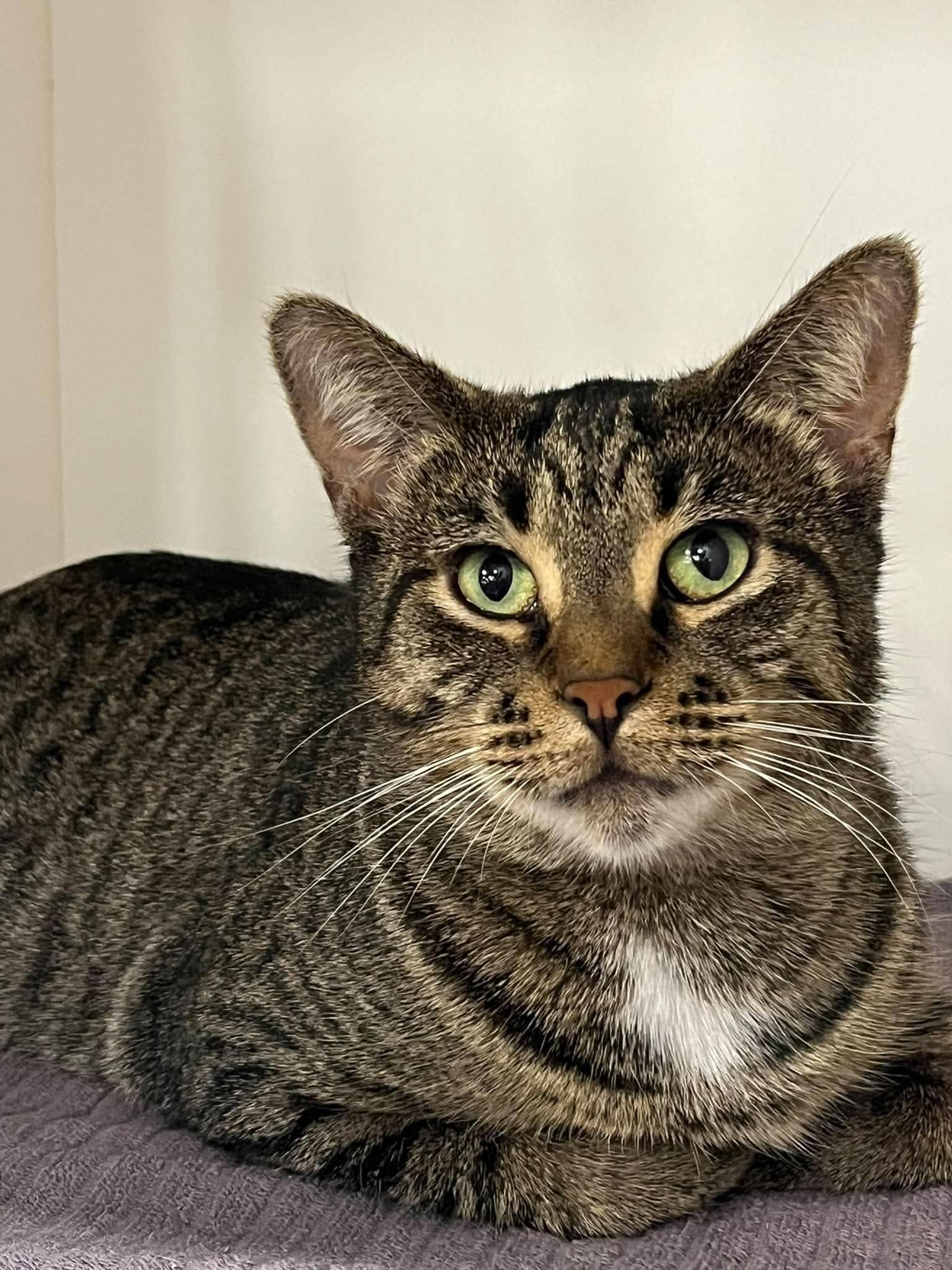 Beverly - Domestic Shorthair cat available for adoption at Biscuits and Purrs Cat Rescue in Ottawa