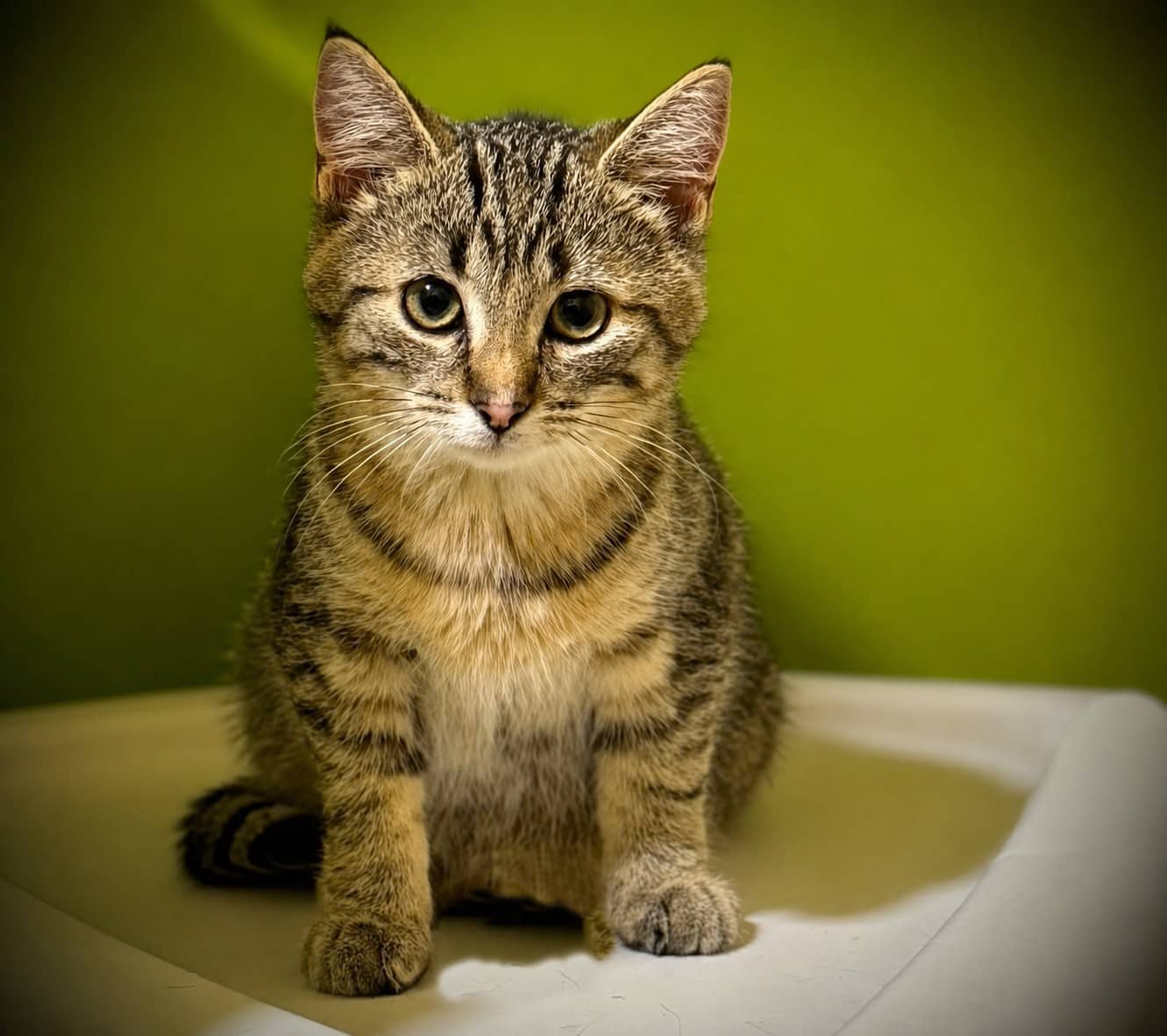 Amaya - Domestic Shorthair cat available for adoption at Biscuits and Purrs Cat Rescue in Ottawa