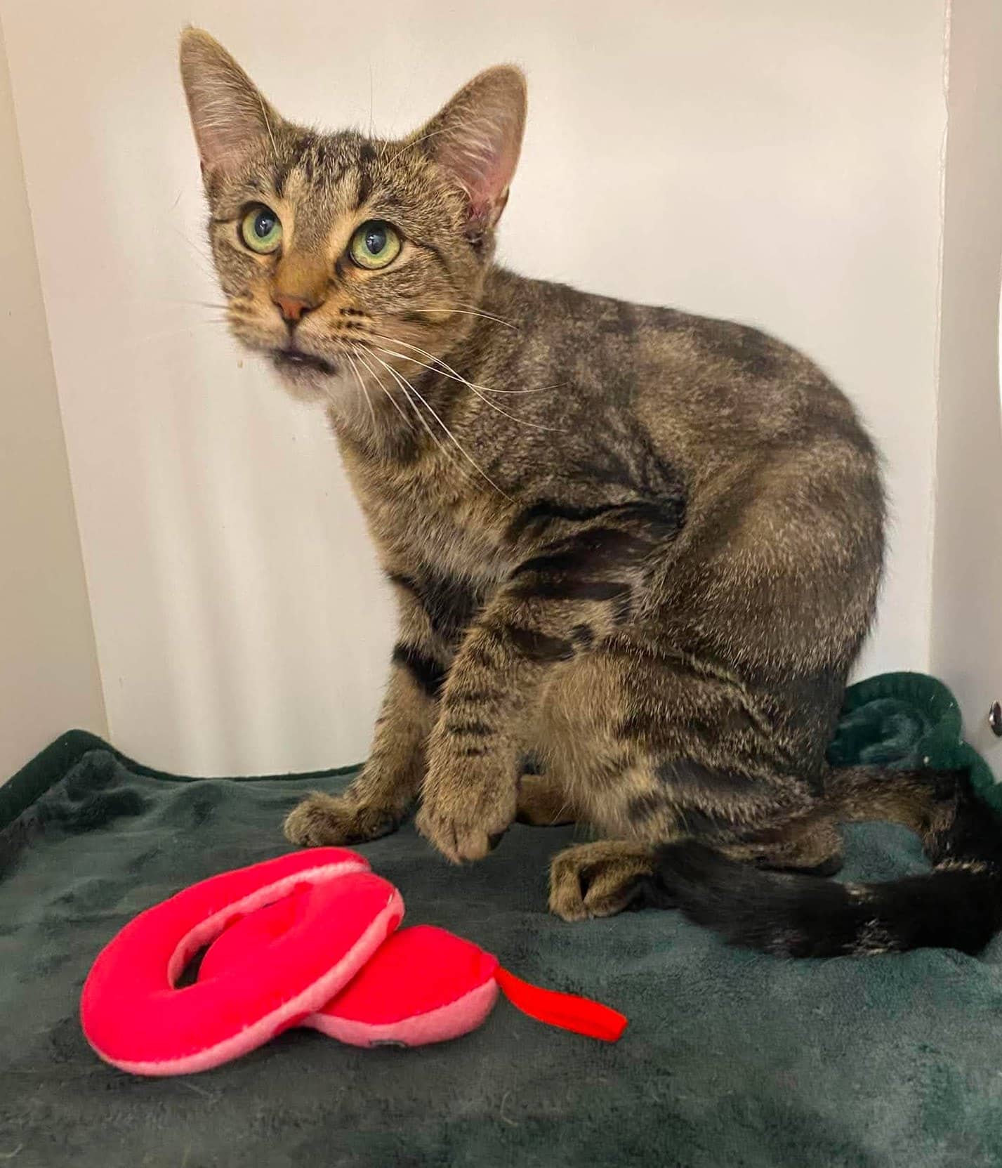 Catalina - Domestic Shorthair available for adoption