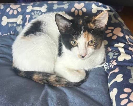 Cotton - Domestic Shorthair cat available for adoption at Biscuits and Purrs Cat Rescue in Ottawa