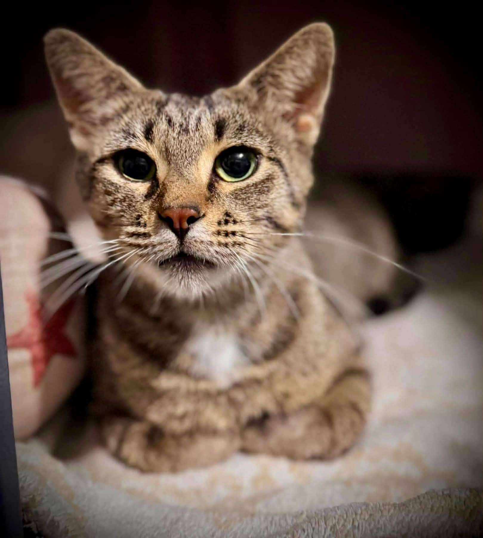 Beverly - Domestic Shorthair cat available for adoption at Biscuits and Purrs Cat Rescue in Ottawa