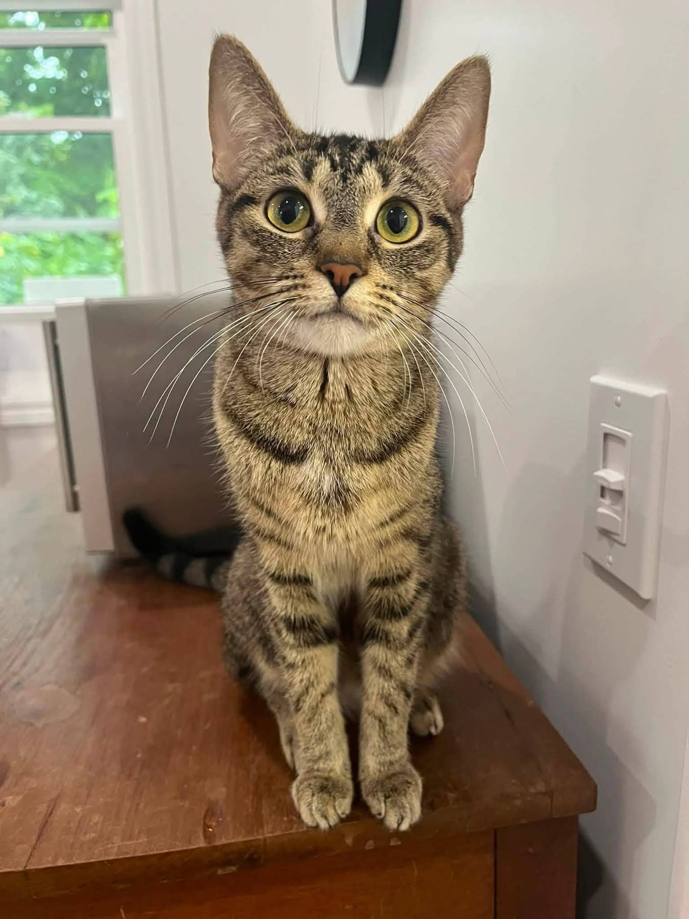 Esti - Domestic Shorthair cat available for adoption at Biscuits and Purrs Cat Rescue in Ottawa