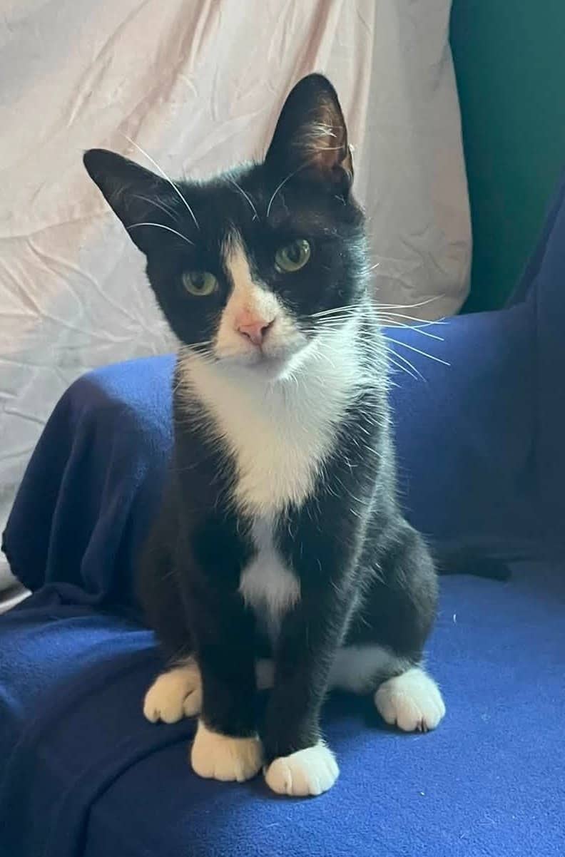 Midnight - Domestic Shorthair available for adoption