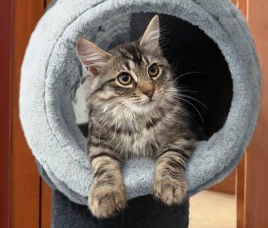 Ruffles - Domestic Shorthair cat available for adoption at Biscuits and Purrs Cat Rescue in Ottawa