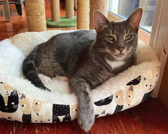 Rufus - Domestic Shorthair available for adoption
