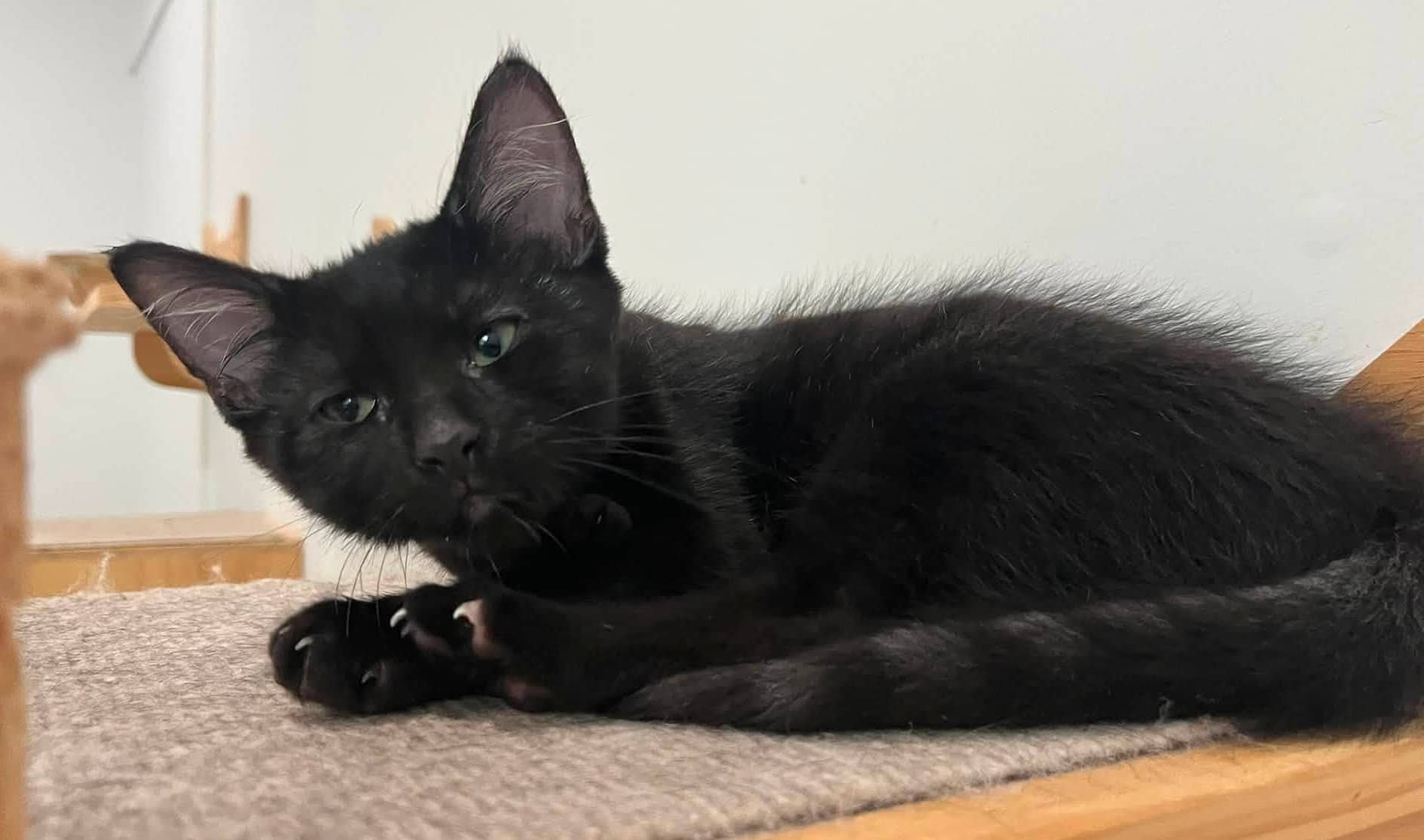 Tag - Domestic Shorthair cat available for adoption at Biscuits and Purrs Cat Rescue in Ottawa