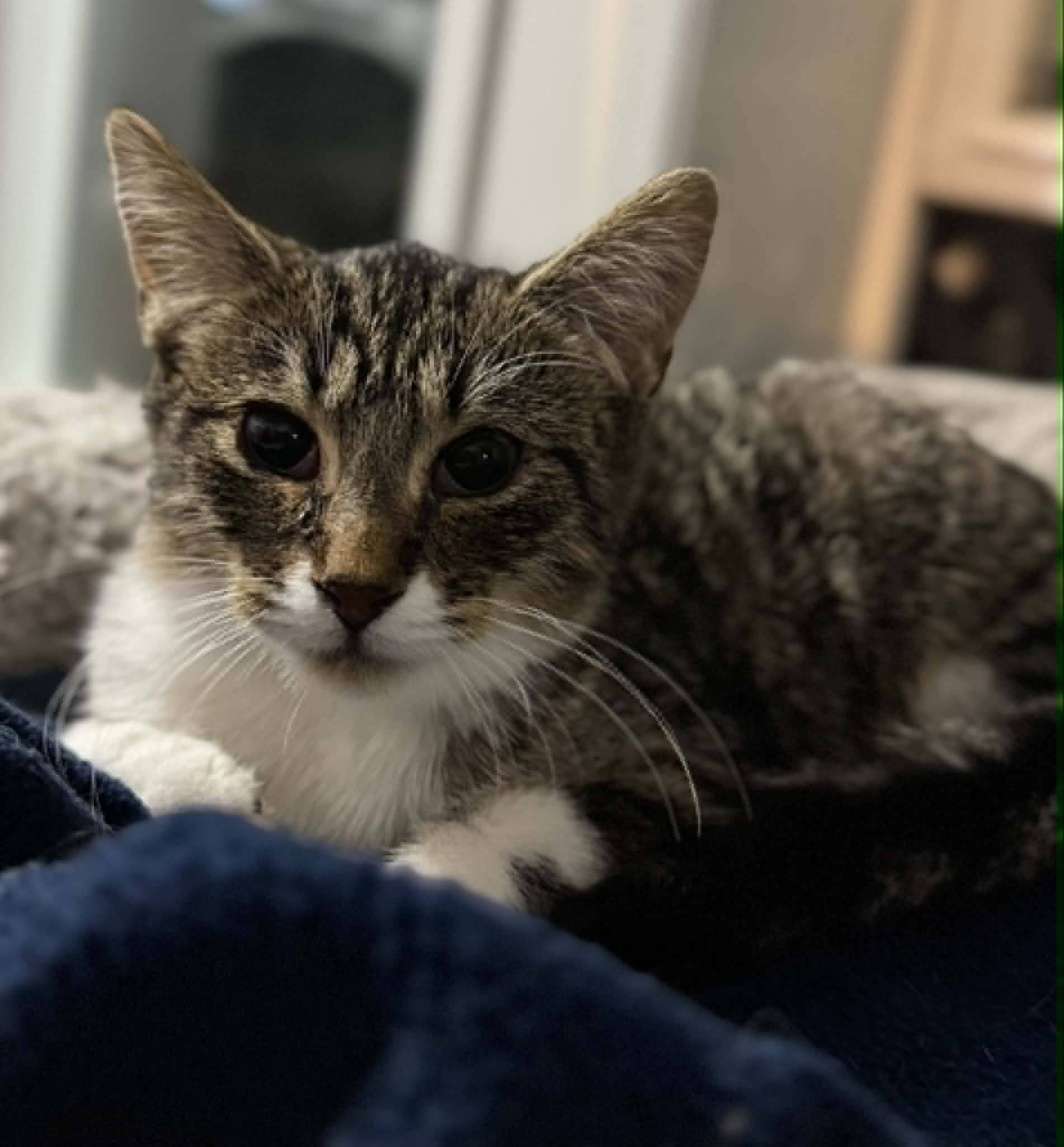 Blush - Domestic Shorthair cat available for adoption in Ontario