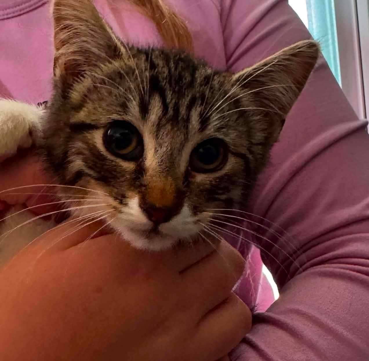 Blush - Domestic Shorthair cat available for adoption at Biscuits and Purrs Cat Rescue in Ottawa