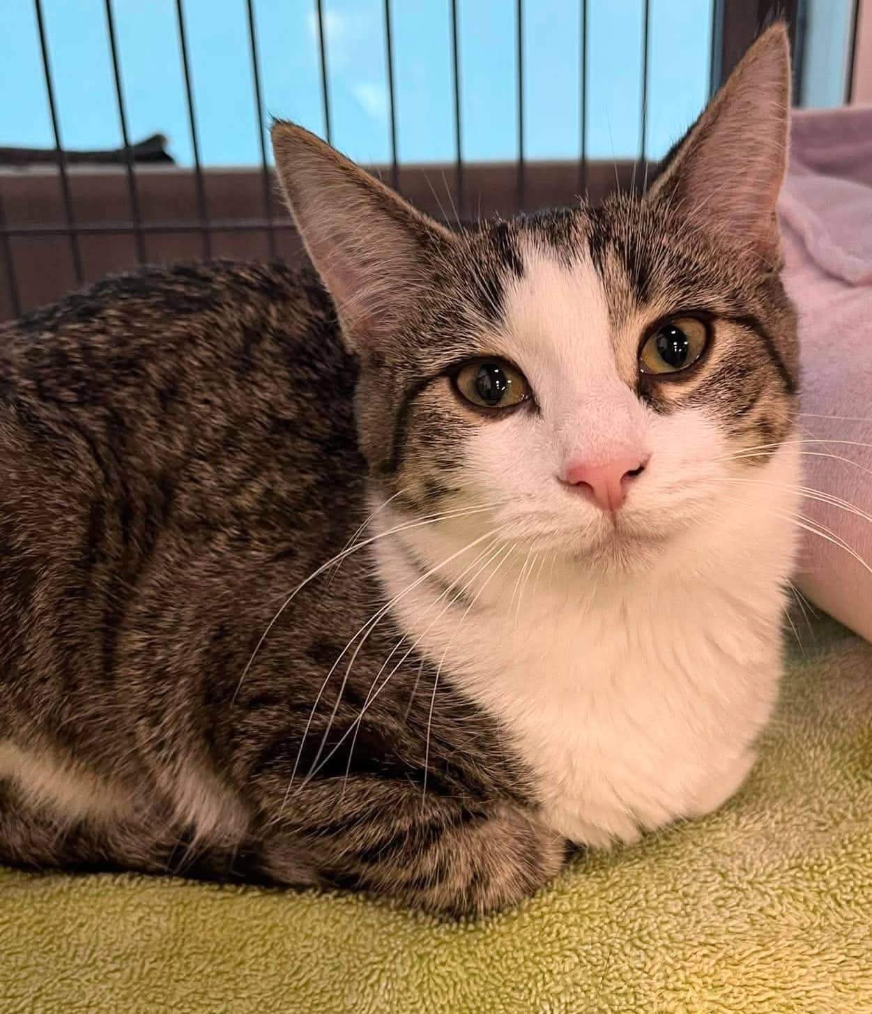 Piper - Domestic Shorthair cat available for adoption at Biscuits and Purrs Cat Rescue in Ottawa