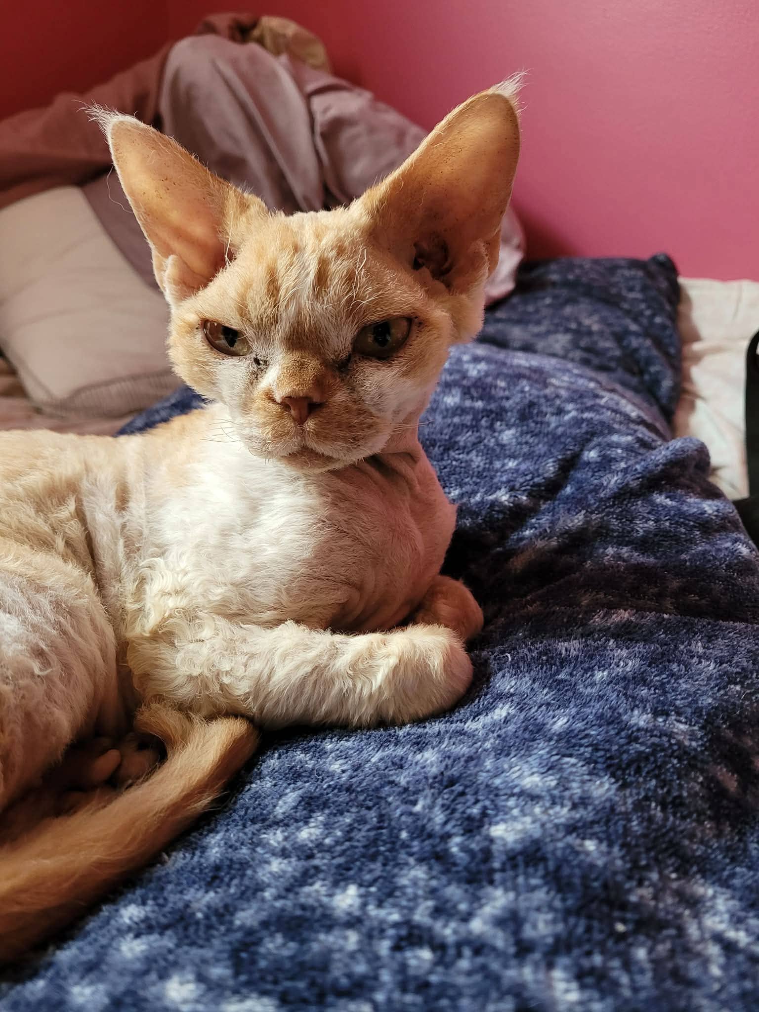 Reggie - Domestic Shorthair cat available for adoption at Biscuits and Purrs Cat Rescue in Ottawa