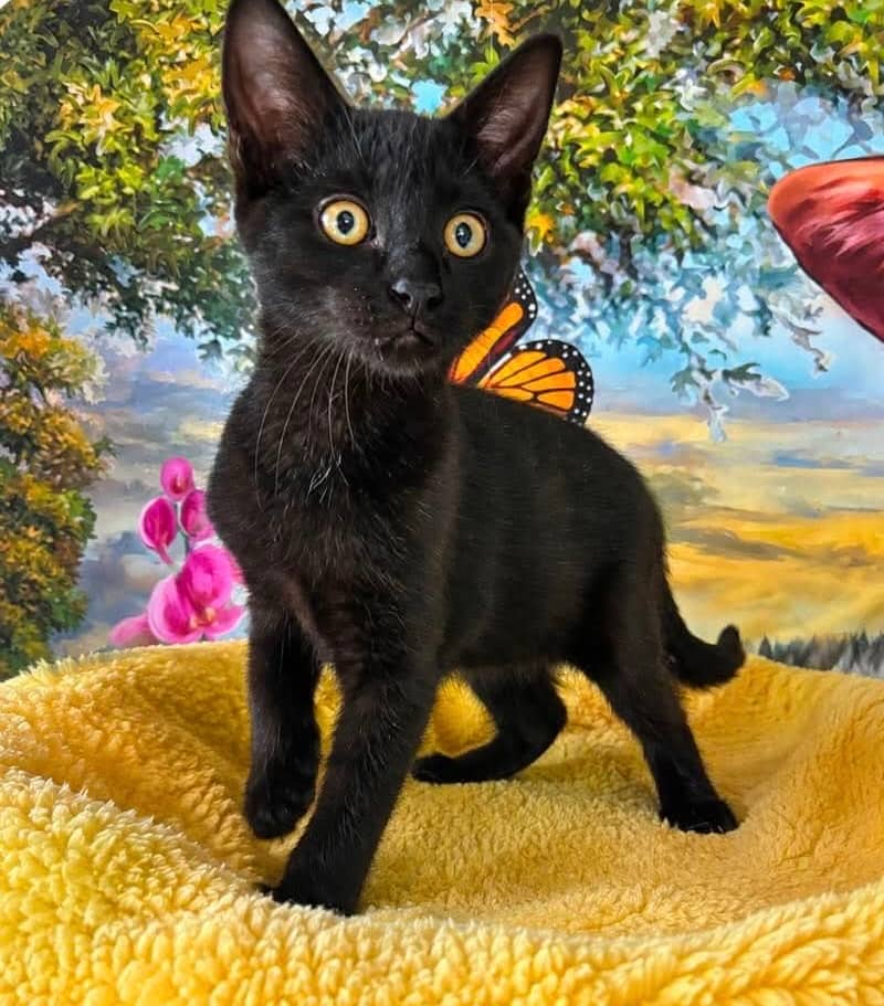 Flo - Domestic Shorthair cat available for adoption at Biscuits and Purrs Cat Rescue in Ottawa