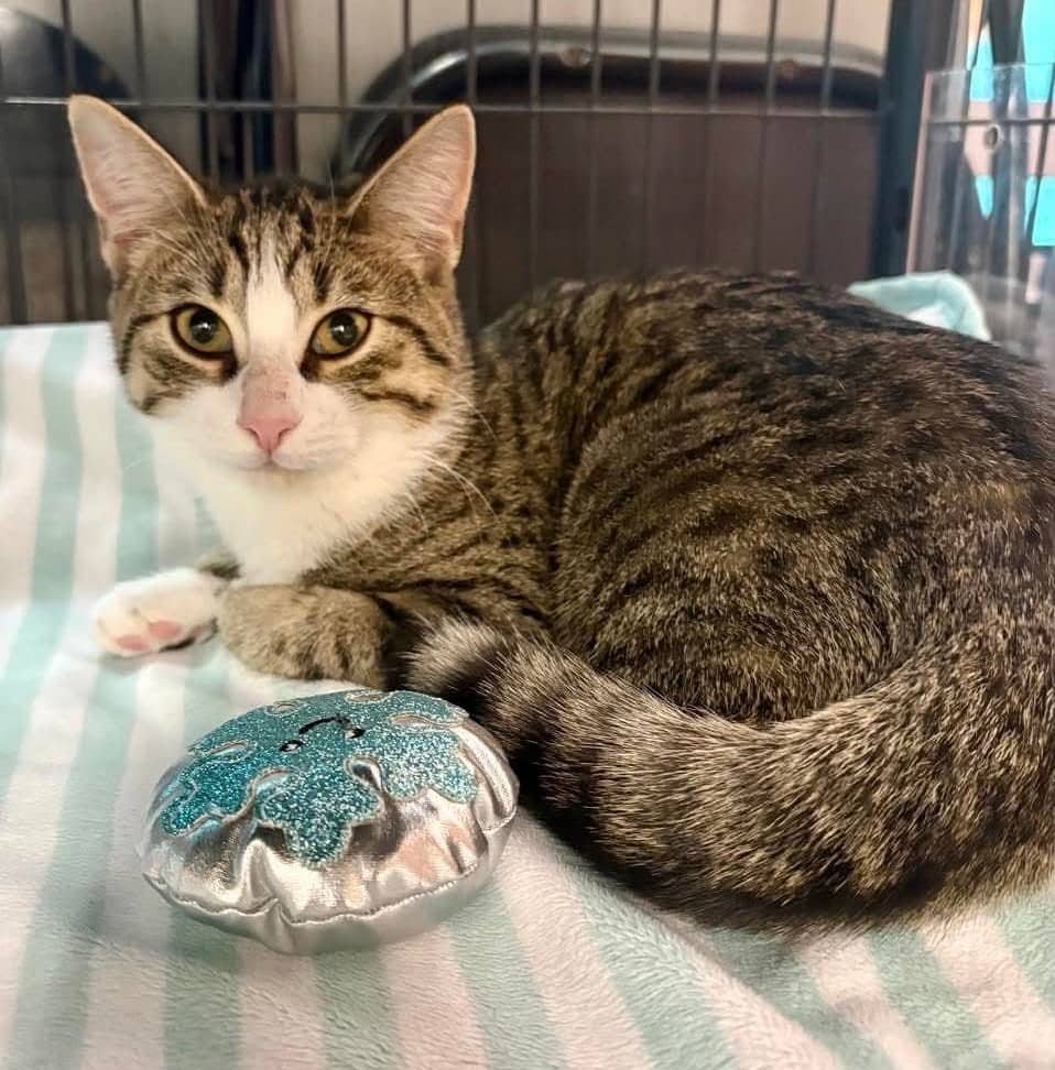 Phoebe - Domestic Shorthair cat available for adoption at Biscuits and Purrs Cat Rescue in Ottawa