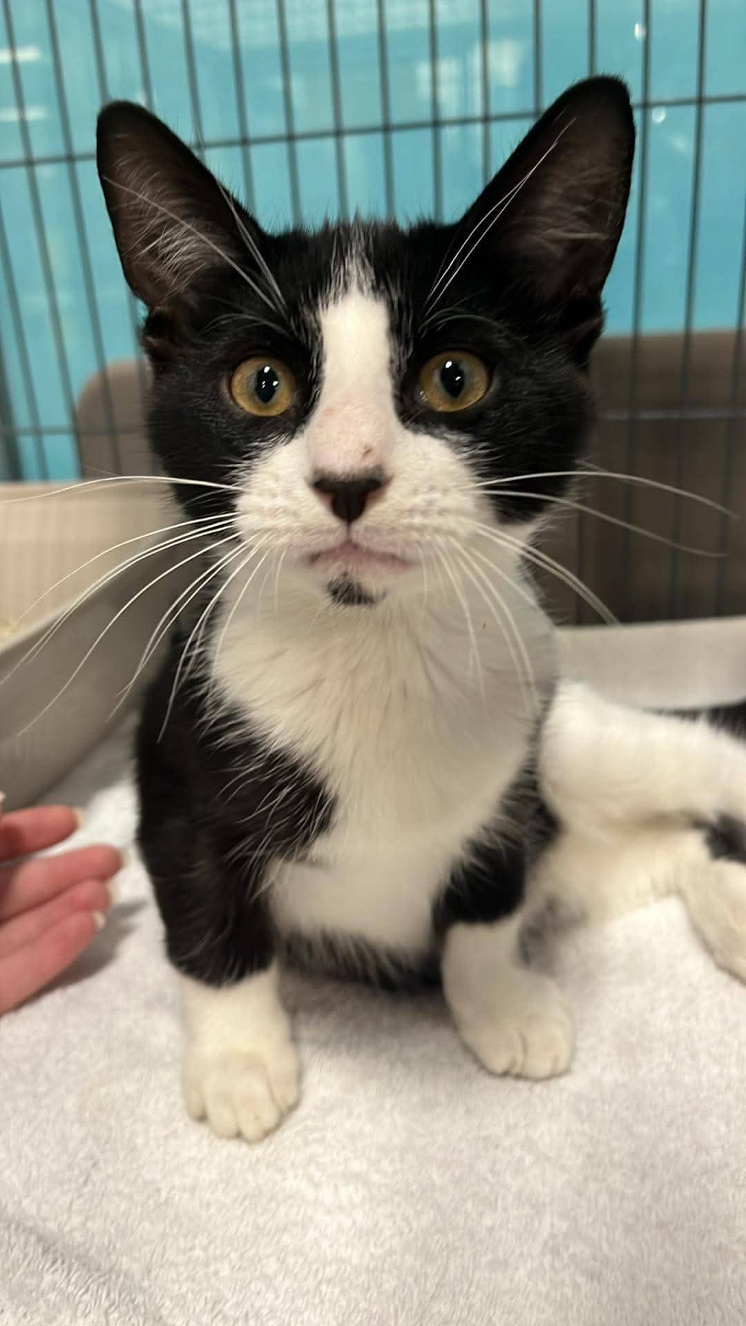 Perry - Domestic Shorthair cat available for adoption in Ontario