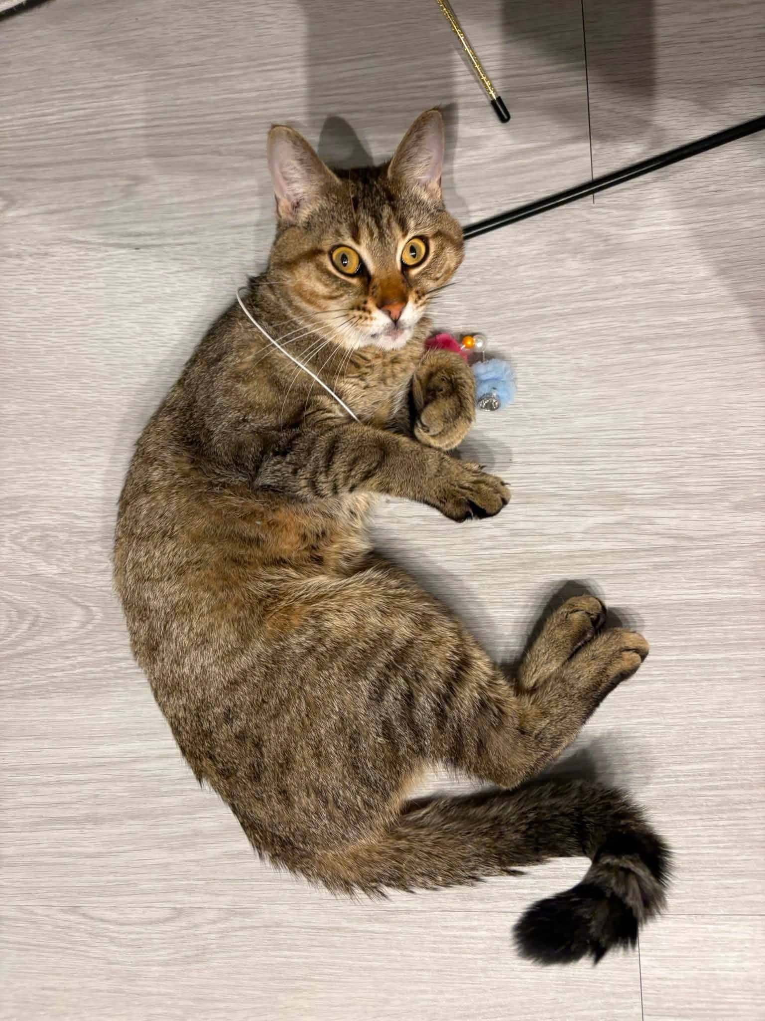 Brandon - Domestic Shorthair available for adoption