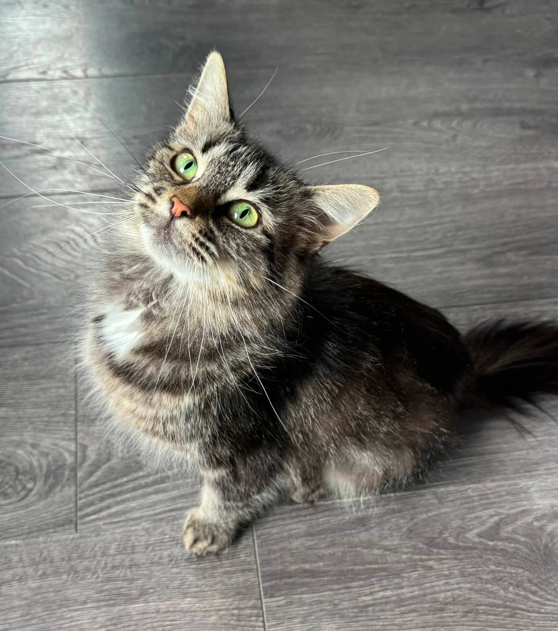 Courtney - Domestic Shorthair cat available for adoption at Biscuits and Purrs Cat Rescue in Ottawa