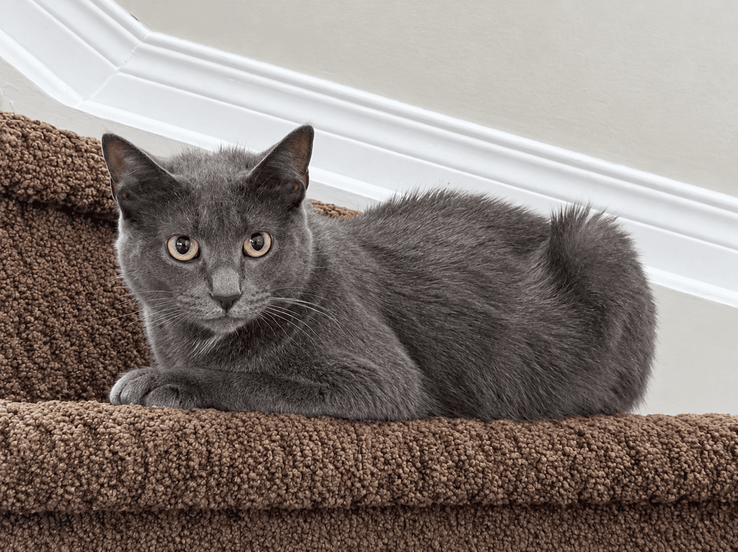 Kaida - Domestic Shorthair available for adoption