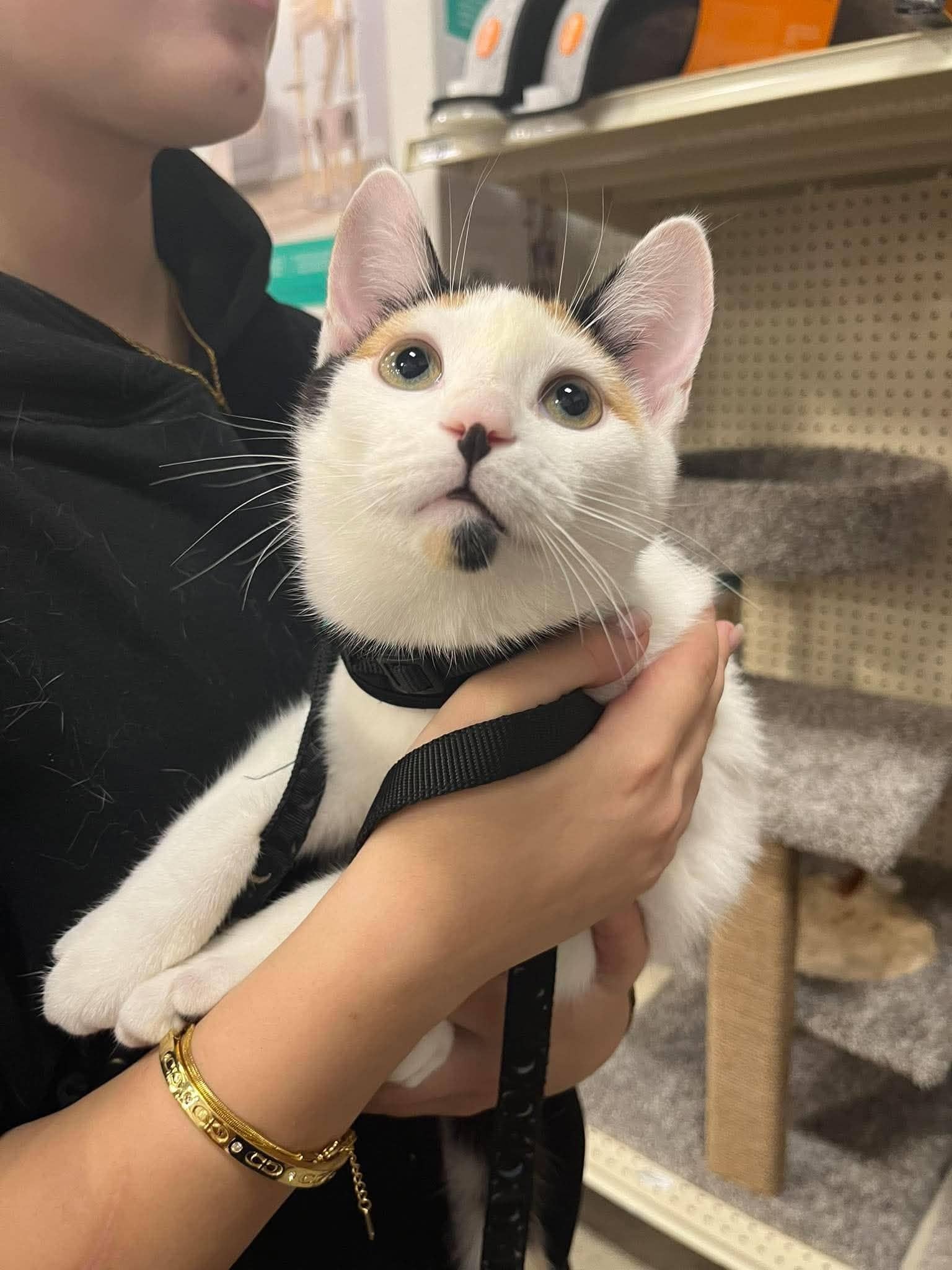 Dasha - Domestic Shorthair available for adoption