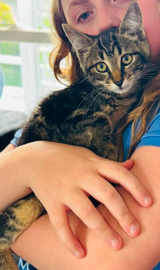 Filly - Domestic Shorthair cat available for adoption at Biscuits and Purrs Cat Rescue in Ottawa