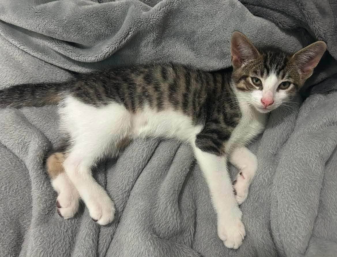 Flash - Domestic Shorthair available for adoption