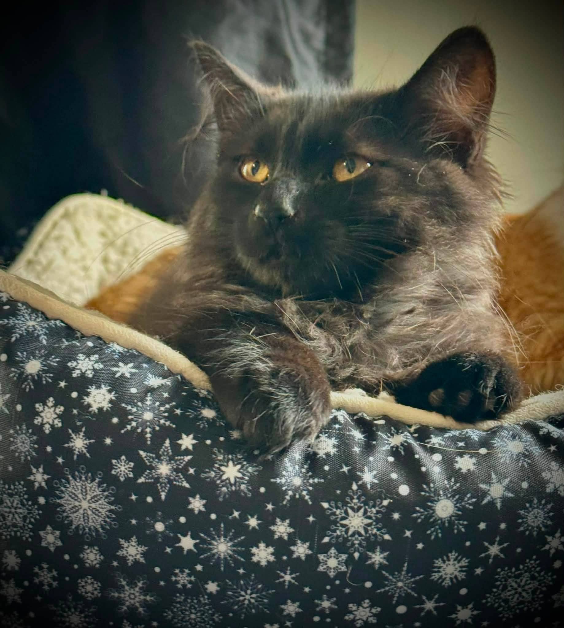 Goose - Domestic Shorthair cat available for adoption at Biscuits and Purrs Cat Rescue in Ottawa