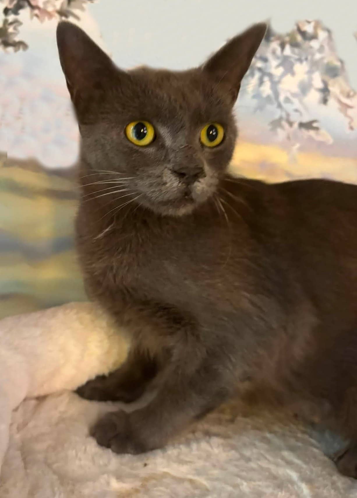 Graycie - Domestic Shorthair cat available for adoption at Biscuits and Purrs Cat Rescue in Ottawa