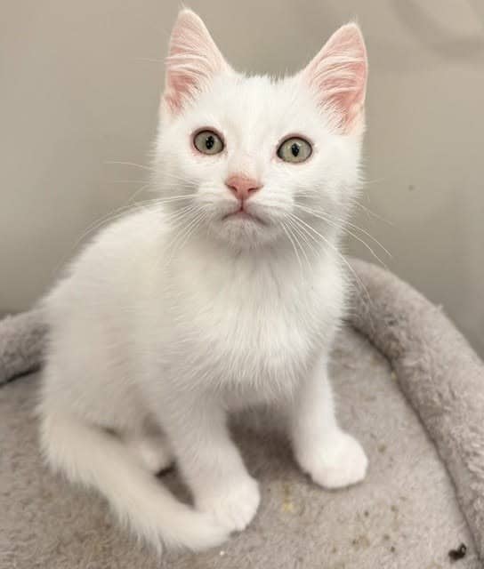 Hero - Domestic Shorthair cat available for adoption at Biscuits and Purrs Cat Rescue in Ottawa