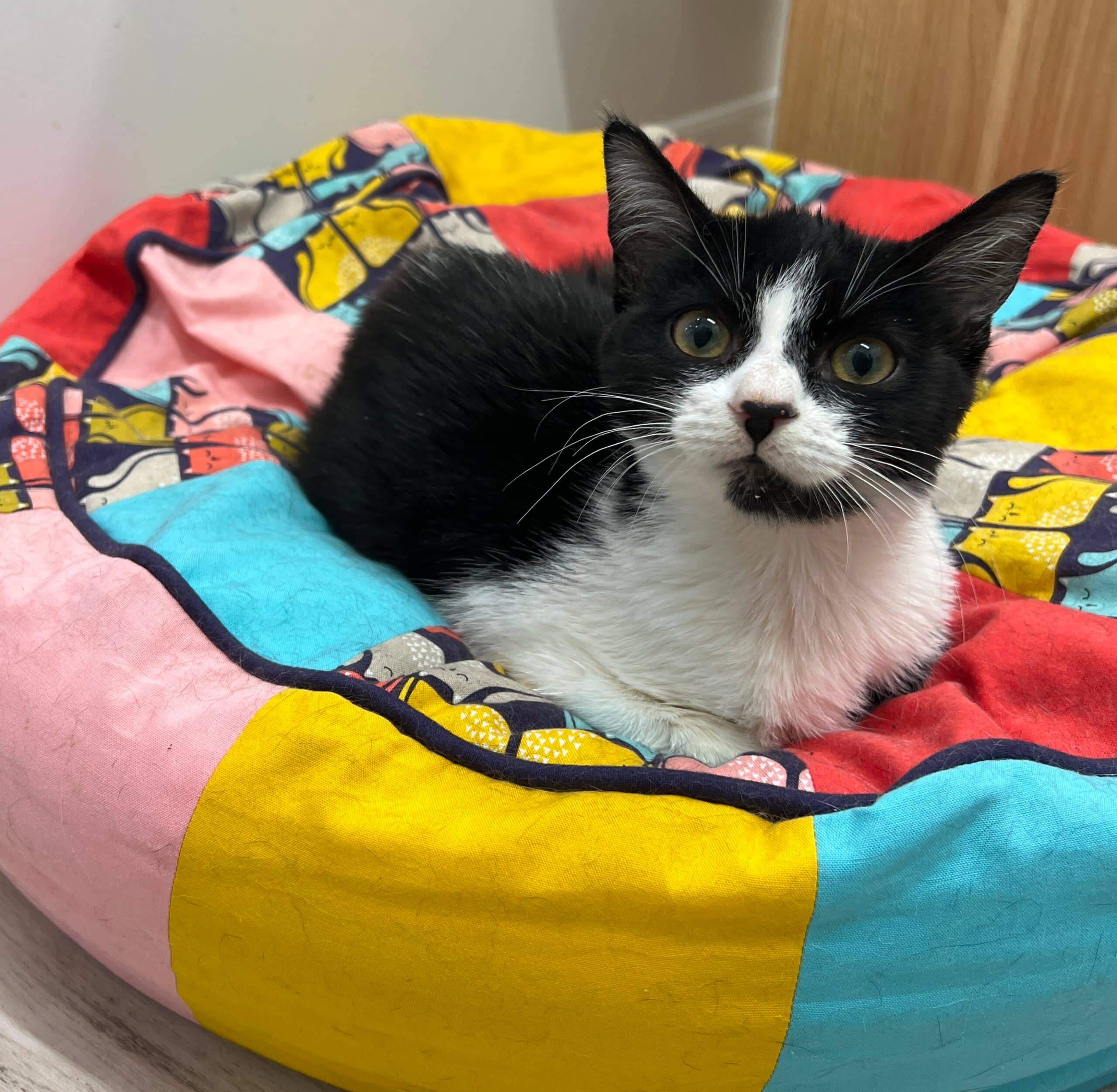 Adeline - Domestic Shorthair cat available for adoption in Ontario