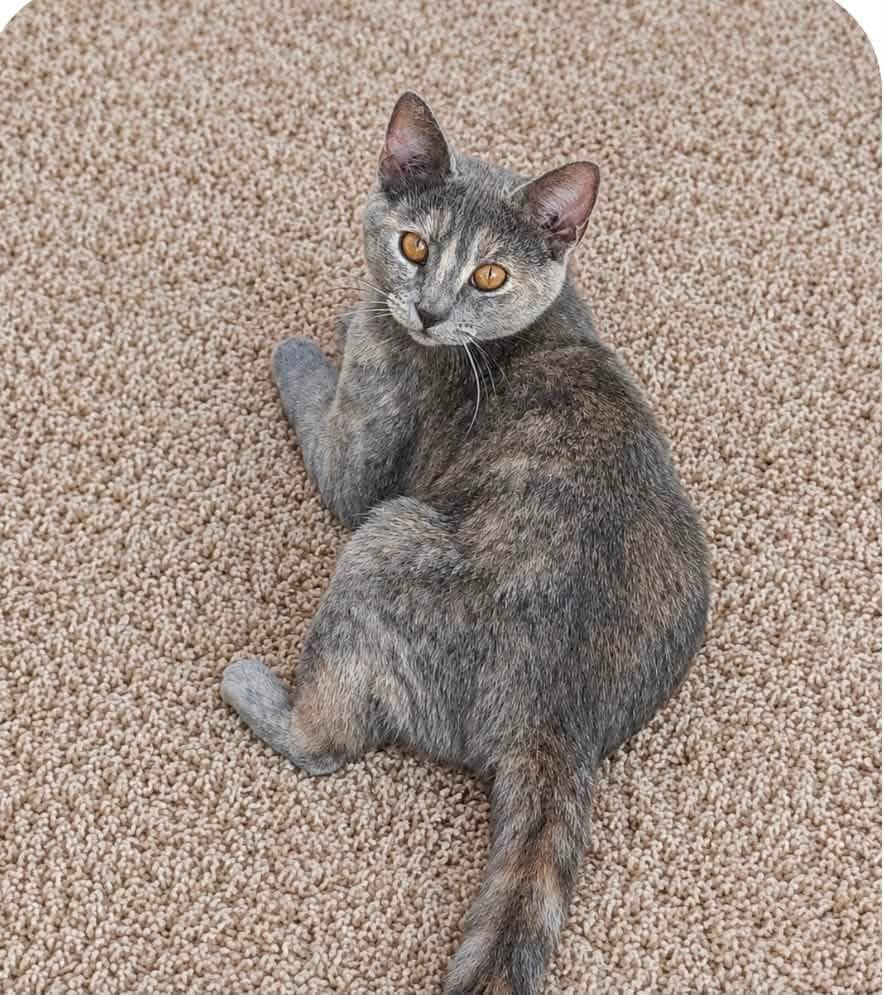 Skittles - Domestic Shorthair cat available for adoption at Biscuits and Purrs Cat Rescue in Ottawa